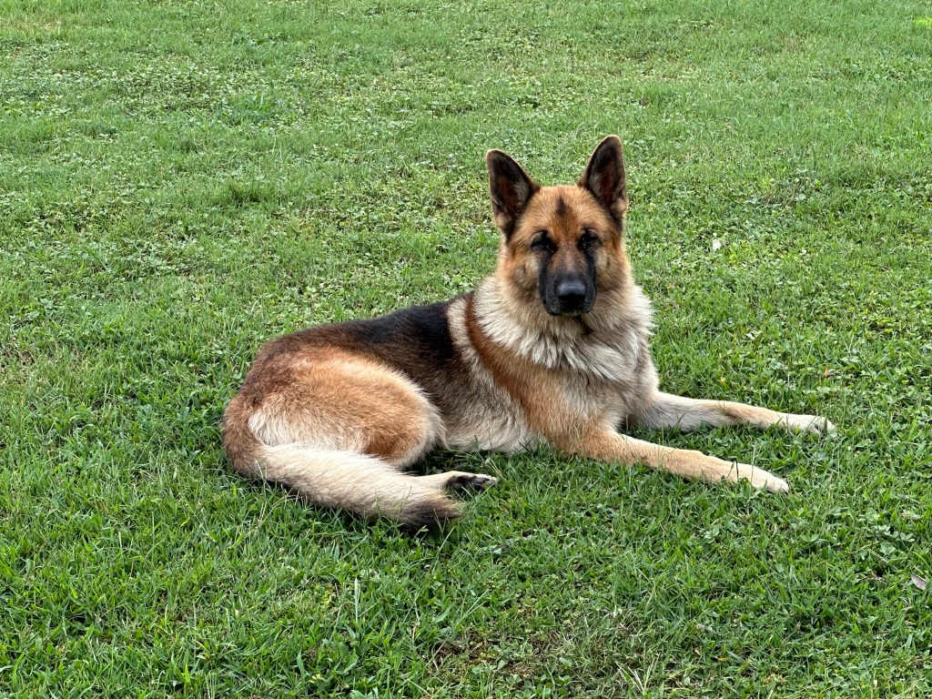 A German Shepherd dog lies in the grass, its fur a mix of tan, black, and white, with a distinctive black nose and dark ey...