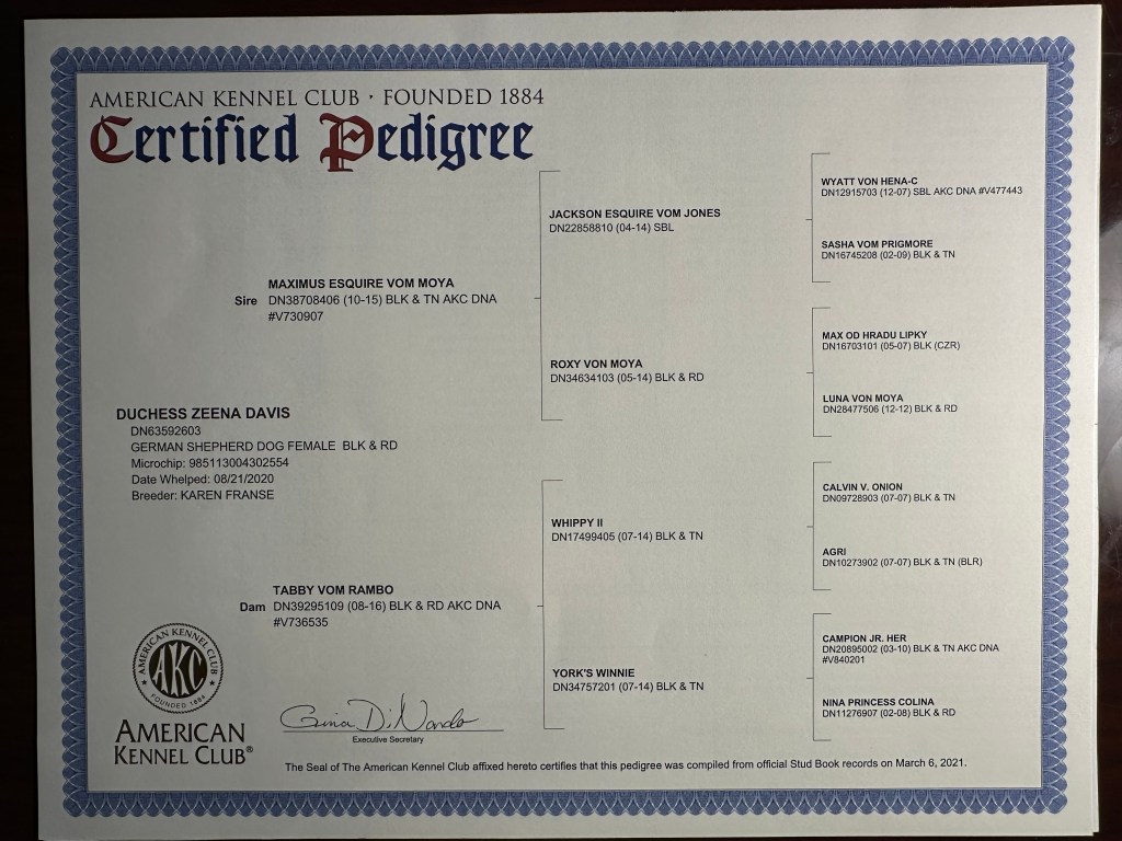 Pedigree certificate — Duchess Zeena Davis